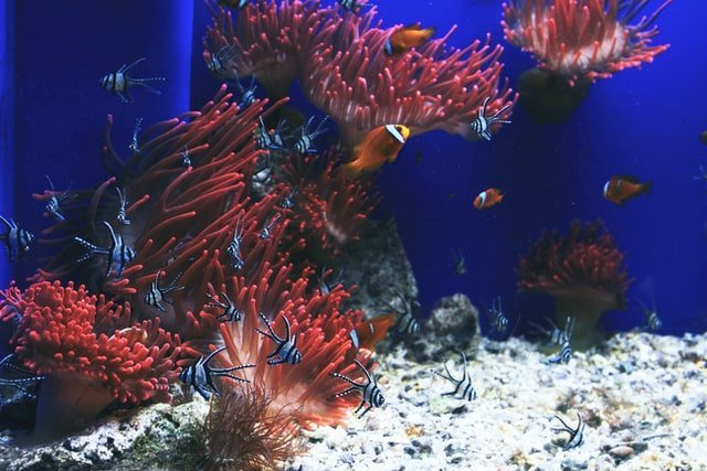 diferentes especies de peces en el mar