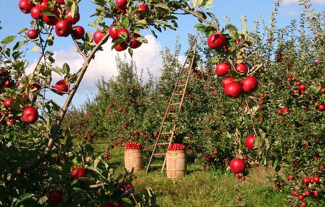 árbol de manzanas con una escalera y sacos llenos de manzanas