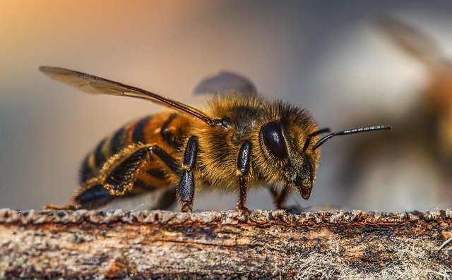 abeja peluda con veneno útil para combatir las células canceríjenas