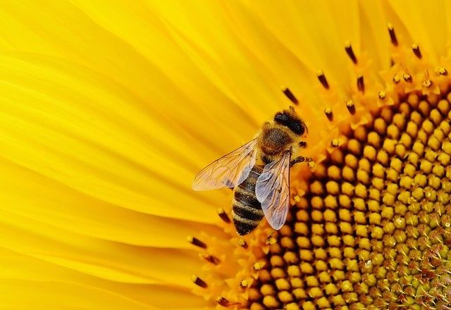 abeja encima de una flor amarilla