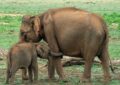 mama elefante con su cría