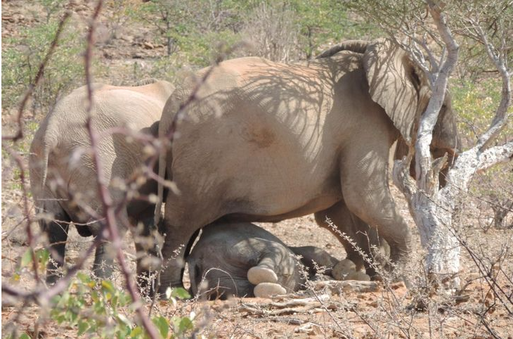 top madres animales: mama elefante protege del sol a su cría