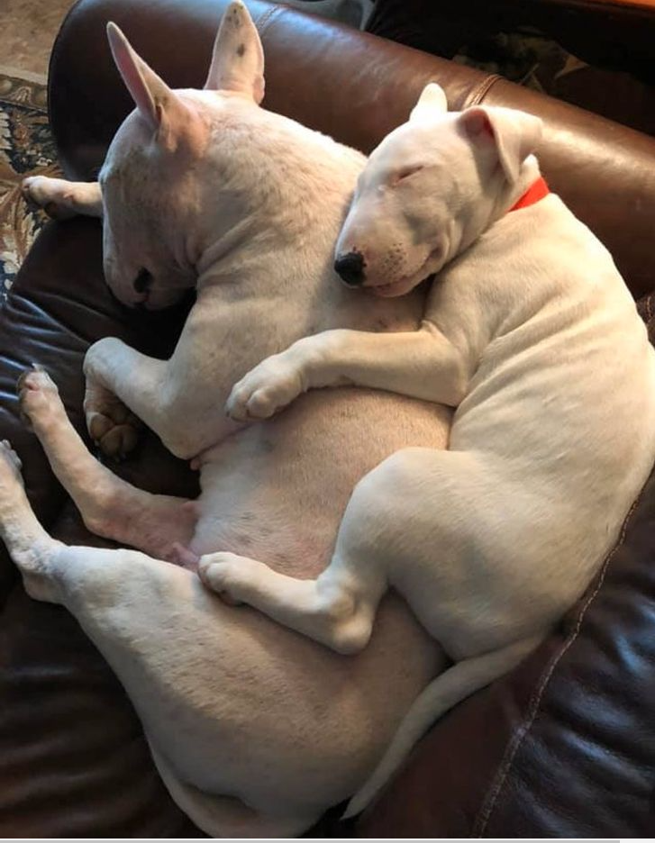 top imágenes conmovedoras: una cría de perro abrazando y durmiendo con su madre