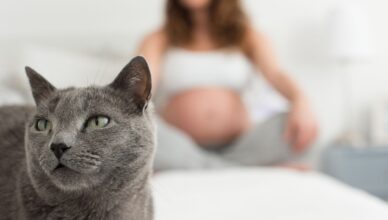 embarasada y gato